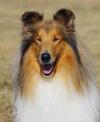 Collie Rough AF036D-040.JPG
